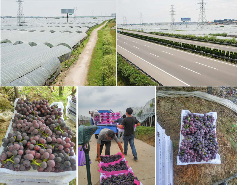 1589188874412315.jpg 111.jpg